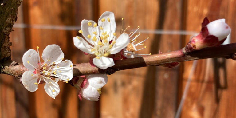 sanfte 
Heilung der Seelenorganisation
