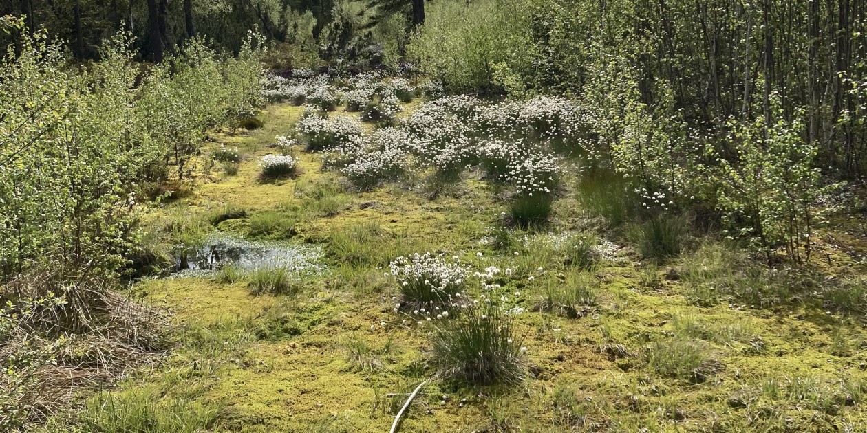 Jürgen Franz Oswald lehrt am Hochmoor in Finsterau im Bayerischen Wald Waldpädagogik. Hier zeigt sich Biodiversität und Artenreichtum der besonderen Art.