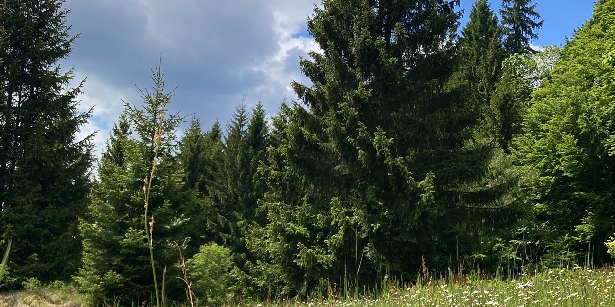 Individuelle Gruppenangebote machen Wildpflanzen im Dreisesselgebiet erlebbar.
