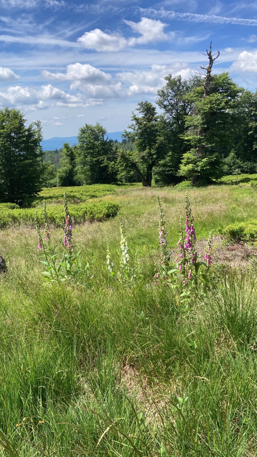 Nationalpark Schachtenfläche